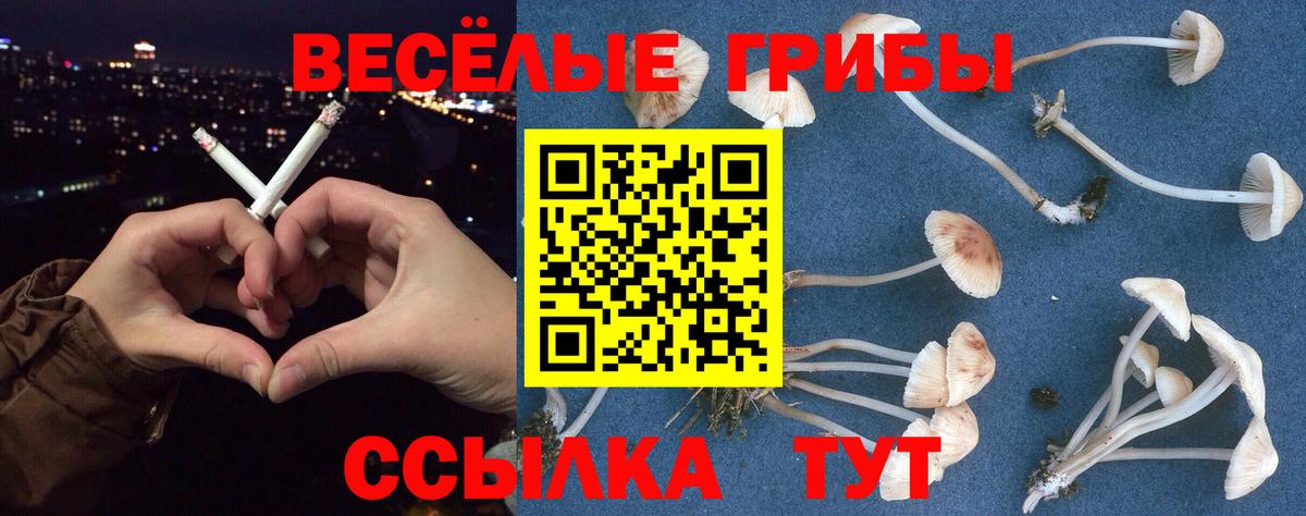 Псилоцибиновые грибы Psilocybine cubensis Ялта
